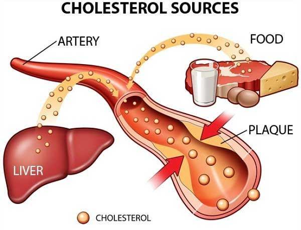 Trong cơ thể con người có nhiều loại cholesterol khác nhau với nhiệm vụ vai trò nhất định