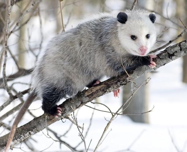 Chồn Opossum
