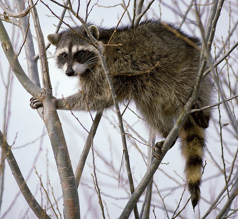 Chồn Raccoon