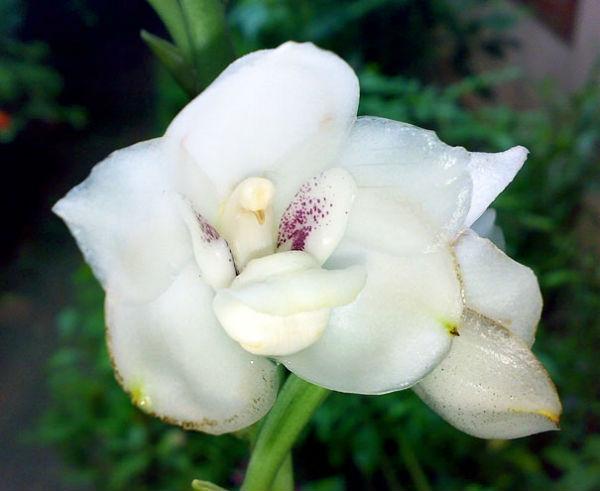 Chú bồ câu nhỏ (Parestena-Peristeria Elata)