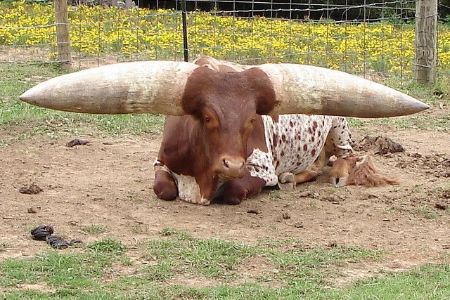 Chú bò có chiếc sừng dài nhất