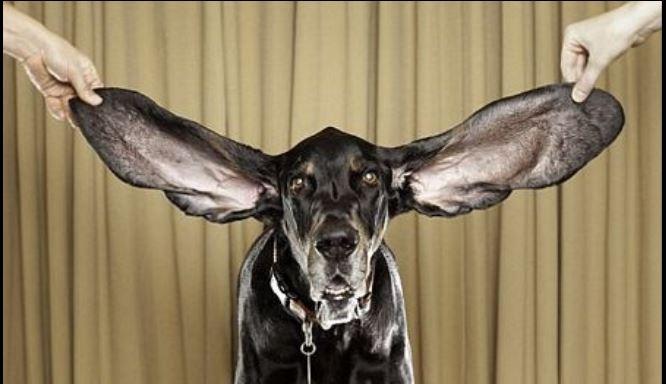 Chú chó Harbor đôi tai dài nhất