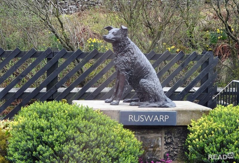Chú chó Ruswarp - Anh