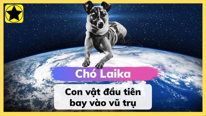 Chú chó LaiKa