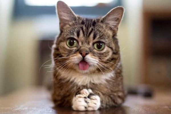 Lil Bub với khuôn mặt dễ thương