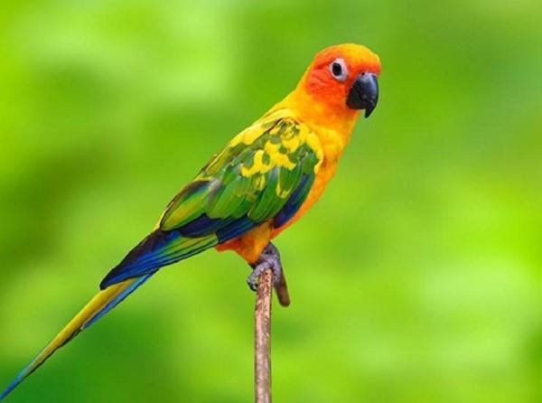 Top 14 Sự thật thú vị nhất về loài vẹt - toplist.vn