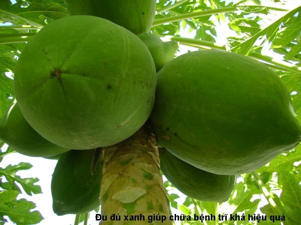 Chữa bệnh trĩ từ đu đủ xanh