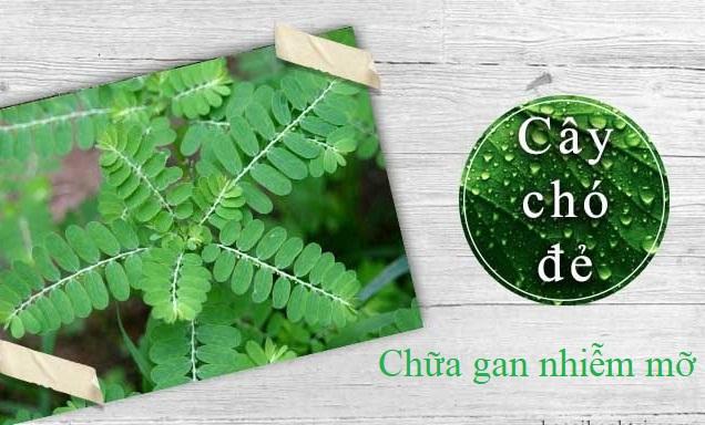 Chữa gan nhiễm mỡ bằng cây chó đẻ