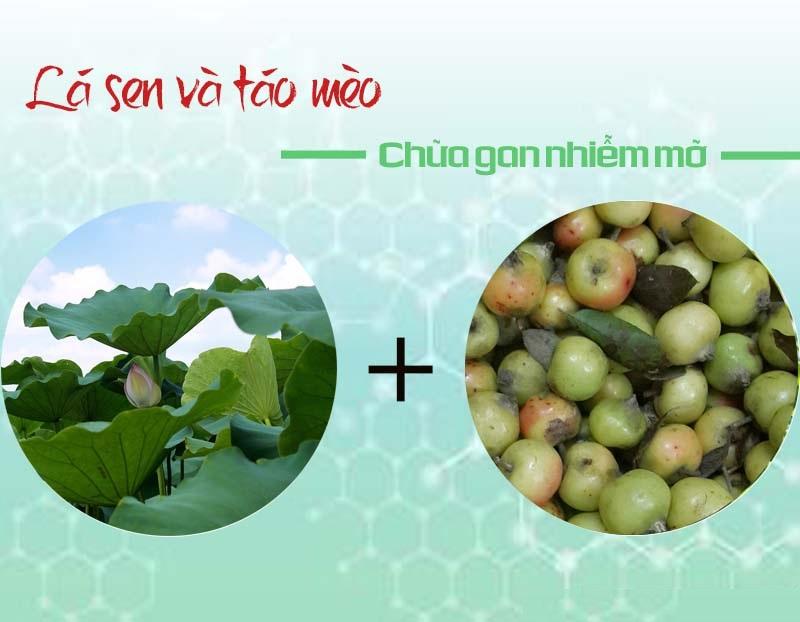 Chữa gan nhiễm mỡ bằng táo mèo