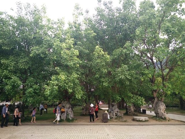Bai Dinh Pagoda is the temple that planted the most bodhi trees in our country so far