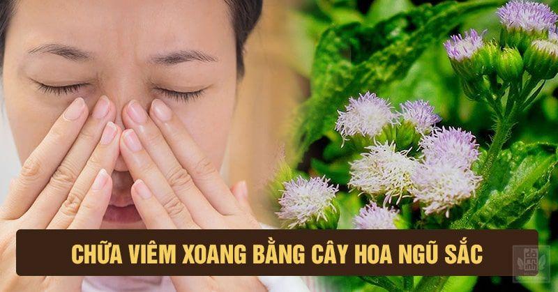 Chữa viêm xoang bằng cây hoa ngũ sắc