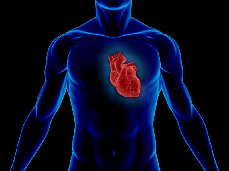 Chondroitin sulfate A trong lộc nhung giúp hệ tim mạch hoạt động khoẻ mạnh và ổn định và phòng ngừa đột quỵ hiệu quả hơn gấp 4 lần.