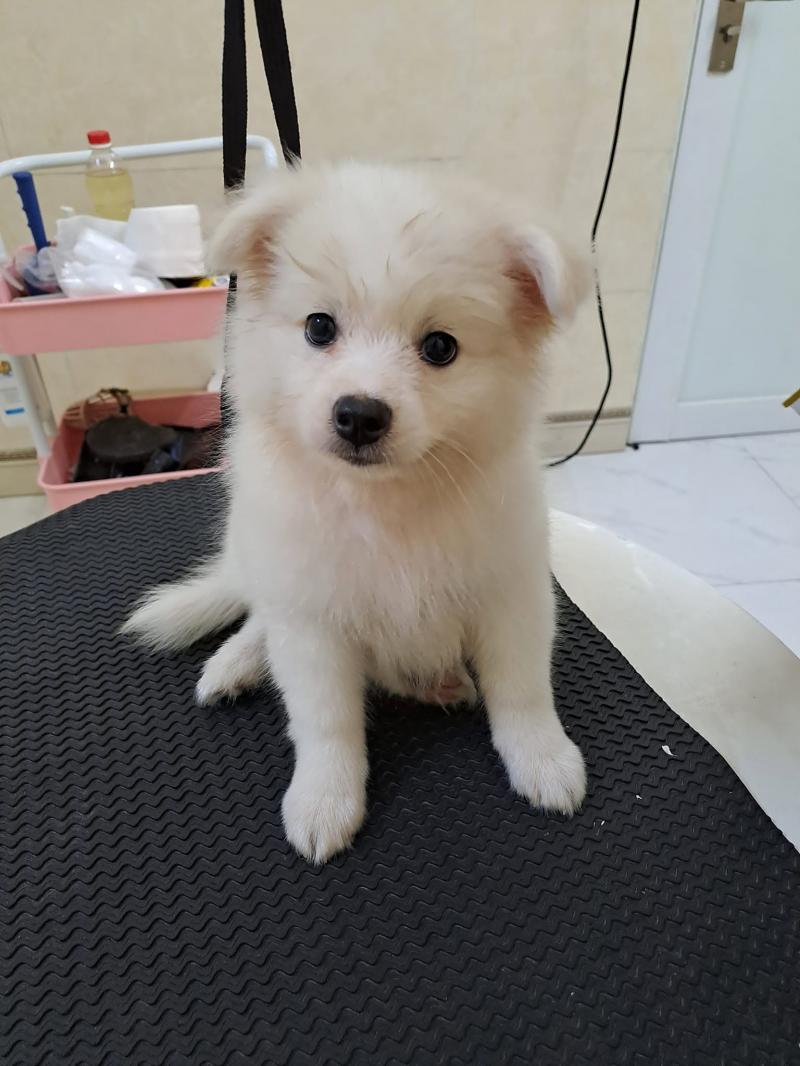 Chun Pet Spa