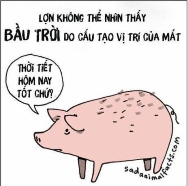 Lợn