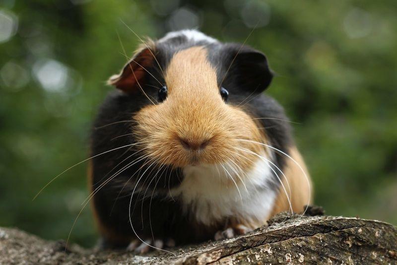 Chuột lang Guinea Pig