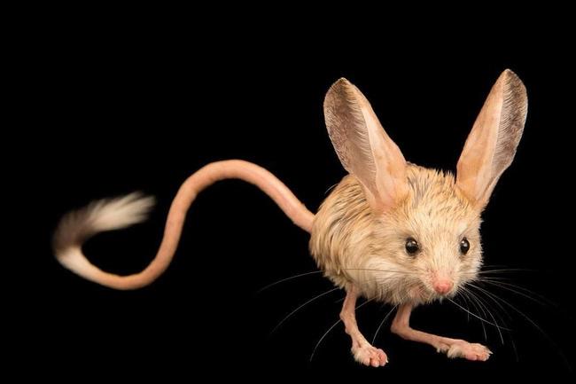 Chuột nhảy Kangaroo Rat