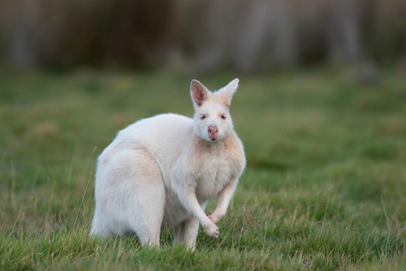 Chuột túi Wallaby