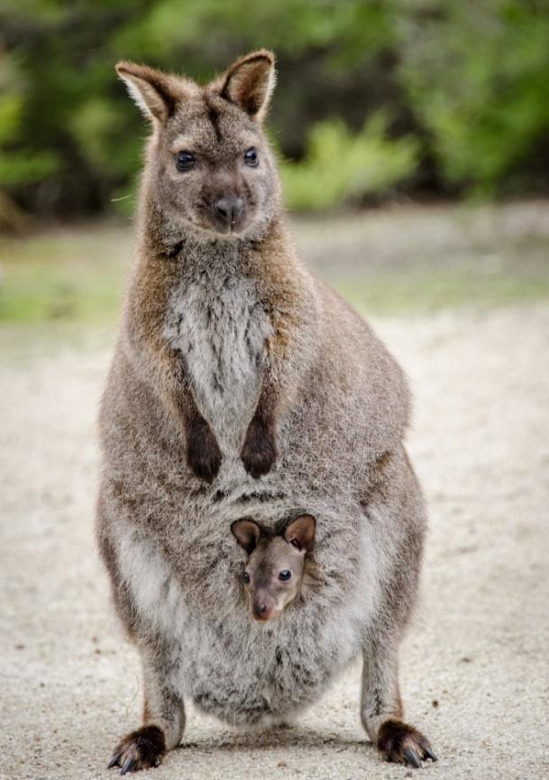 Chuột túi Wallaby