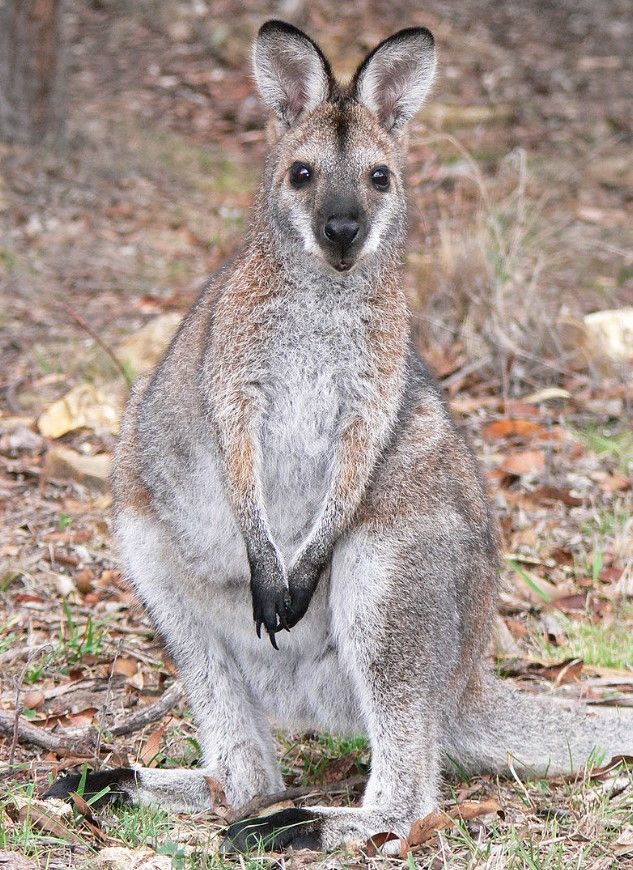 Chuột túi Wallaby