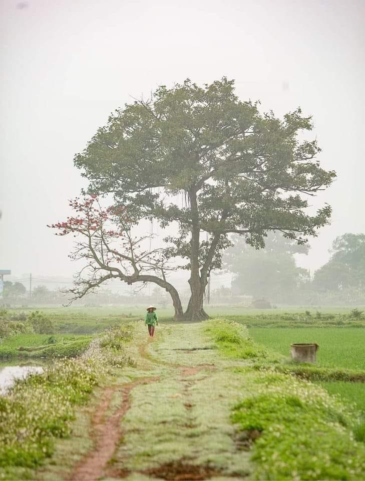 Tôi sống giữa những người chân đất