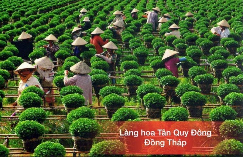 Làng hoa được người dân chăm chút cẩn thận, tỉ mỉ