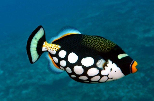 Clown Trigger Fish (Cá Bò Bông Bi)