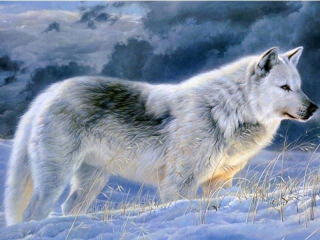 Có hơn 30 loài sói trên Thế giới