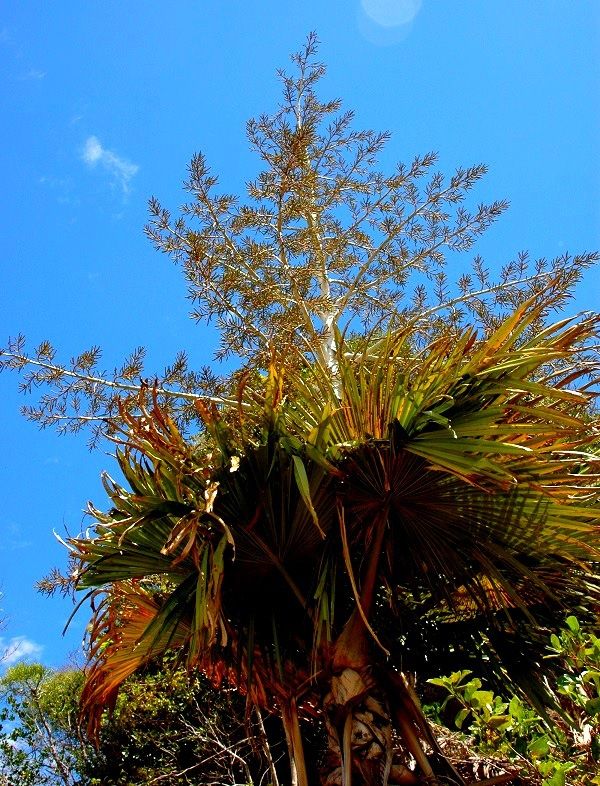 Hoa cọ Tahina ở Madagascar