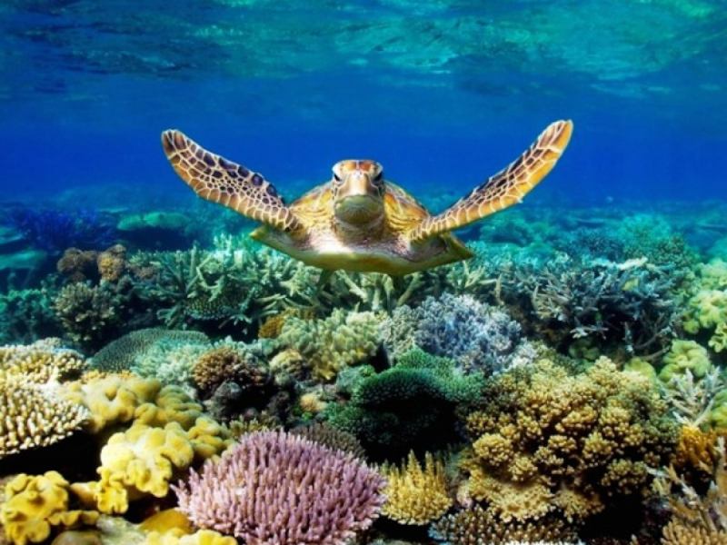Có phải tất cả các loài rùa biển đều có mai cứng?