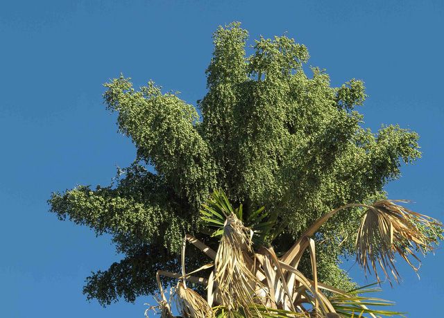 Hoa cọ Tahina ở Madagascar