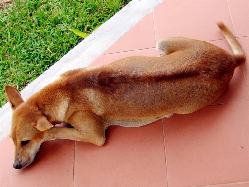 Đặc điểm chó Phú Quốc thuần chủng là gì? Những người yêu chó nói chung và yêu giống Phú Quốc nói riêng nên xem hình ảnh chú chó này, với một số đặc trưng như lông dày, chân ngắn và đôi tai xù lù sừng sững trên đầu.