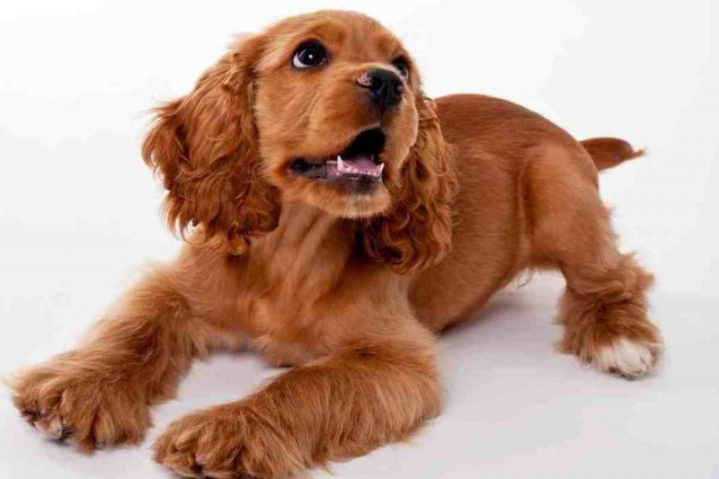 Cocker Spaniel là một giống chó có nguồn gốc từ Mỹ