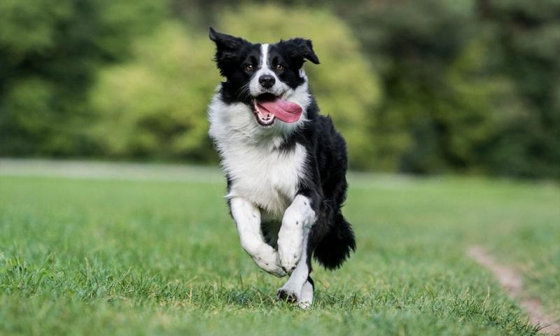 Chó Border Collie