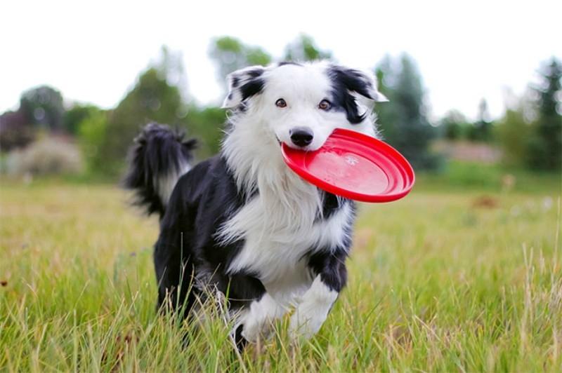 Sẽ rất tuyệt khi con bạn chơi ném đĩa cùng Collie