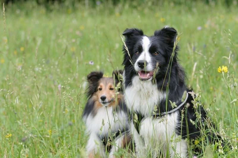 Collie - một trong những loài chó cảnh thông minh nhất thế giới