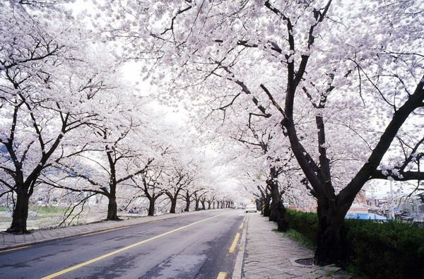 Con đường hoa anh đào - Yunjungno Road