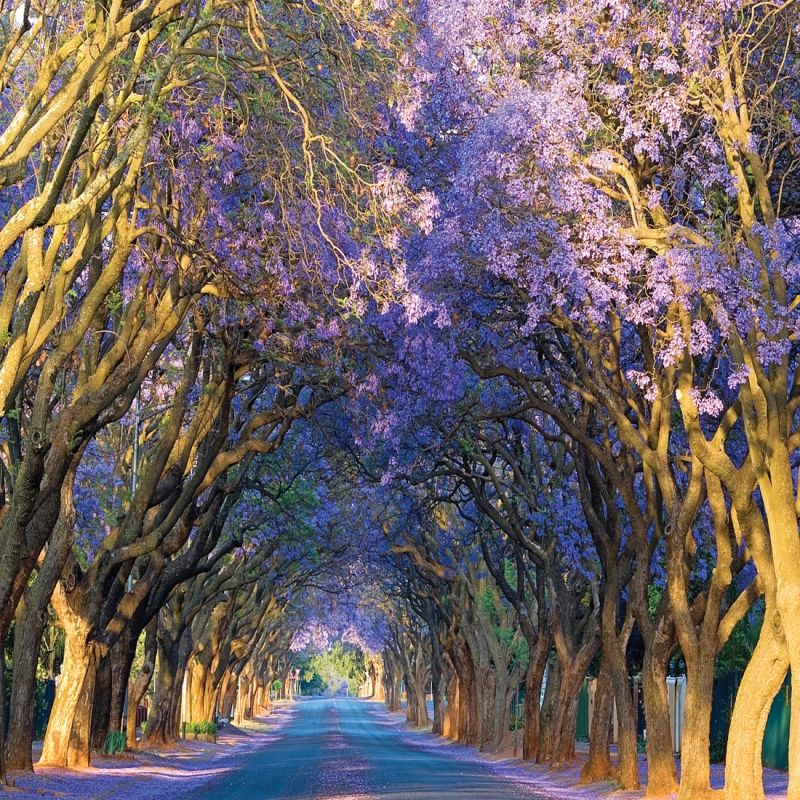 Con đường Jacaranda, Alley, Nam Phi