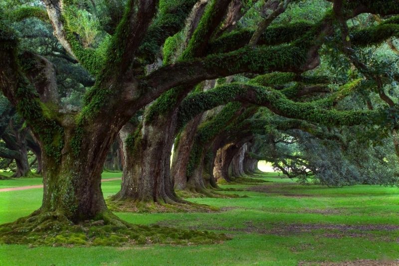 Hàng cây cổ thụ hùng vĩ bám đầy rêu phong