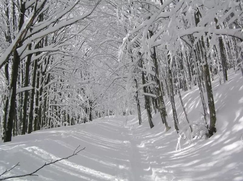 Hai tán cây phủ đầy tuyết trắng xóa