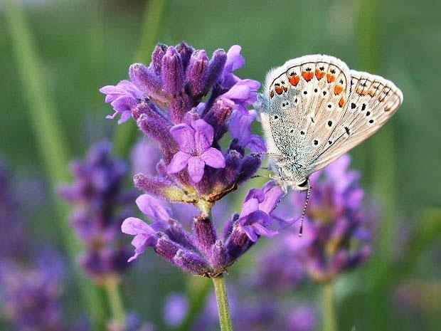 Lavender - Xu thế quà tặng trong ngày lễ  <a href='https://u2772786.ct.sendgrid.net/wf/click?upn=n1xf20KPskRfBiDeptpNMjtSRwWtg1t2CJuDiW0rKS-2FgOI9leIzP944DjQiPV2GI_HO26t5qq11gRo7a-2BSvViJhnpXVjpepq9fFRbHWkVDwObAJ5rF0tvRxiLb6MMoKvgw2iPtW7kgkrQebMdqf-2F06szahTjjHH5uUhzutngWQHRohVBuJQKaa8GYyw3yN4e-2BDPpLb3Y5AqKpduStOf7Qrha76Qdu7lSHffPlWxtDrrZg7acMrNFhh4i62nORdz5f4neMOQVi4ycRGFEw8dsUI1-2B7X3tpkAZkXc1YyxkxNjp6qP-2Fyr7G3E6tbWjmGP-2FqCWGsBhv3VzY3r8WNLDyiCedzVRu7VZSwssDn-2FkIXjGd5Vaf-2Fw9L8A-2B7cIWVEj8I-2B2'>Tình yêu</a> 