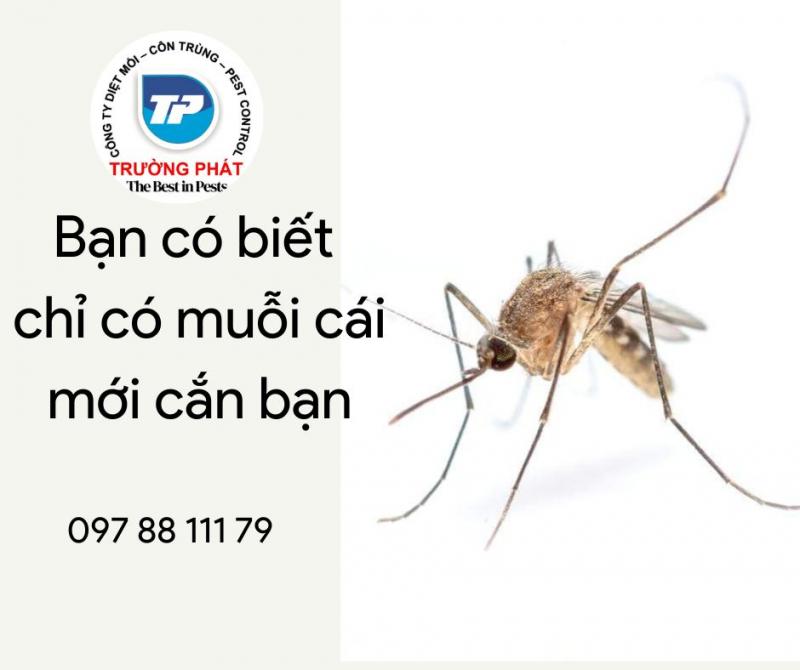 Công ty Cổ phần Diệt Mối Trường Phát