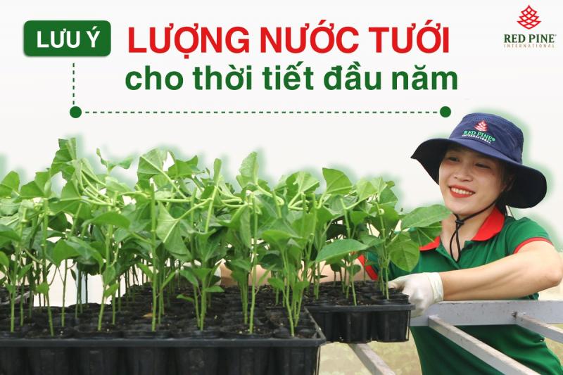 Hạt giống của Thông Đỏ được nhiều nông dân tin dùng