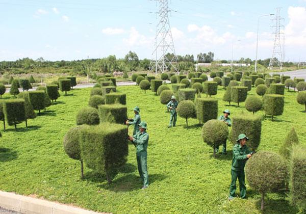 Công ty Cổ phần Vchoice Green Việt Nam với đội ngũ công nhân am hiểu cây cảnh nhiều năm chắc chắn sẽ làm hài lòng được khách hàng.