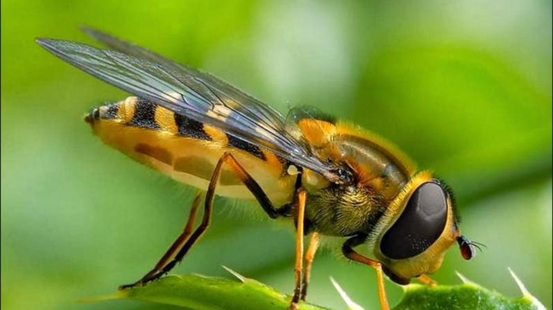 Top 11 Công ty diệt côn trùng tại TP. Hồ Chí Minh