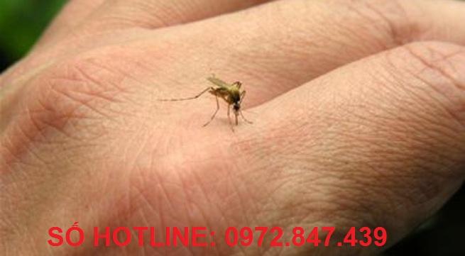 Muỗi cắn gây nguy cơ về bệnh truyền nhiễm rất cao
