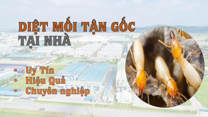 Diệt mối tận gốc