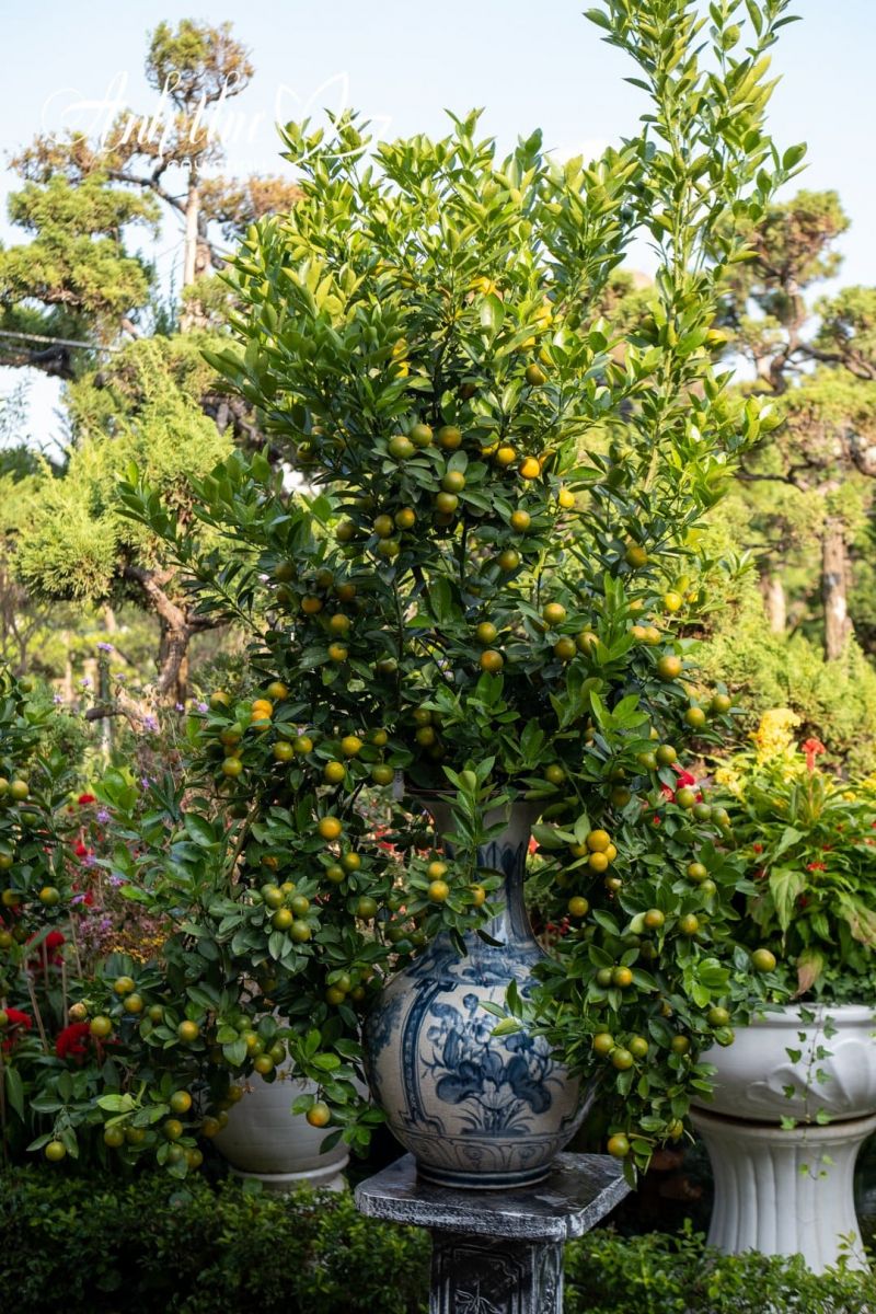 Công ty TNHH Cây cảnh Anh Thư