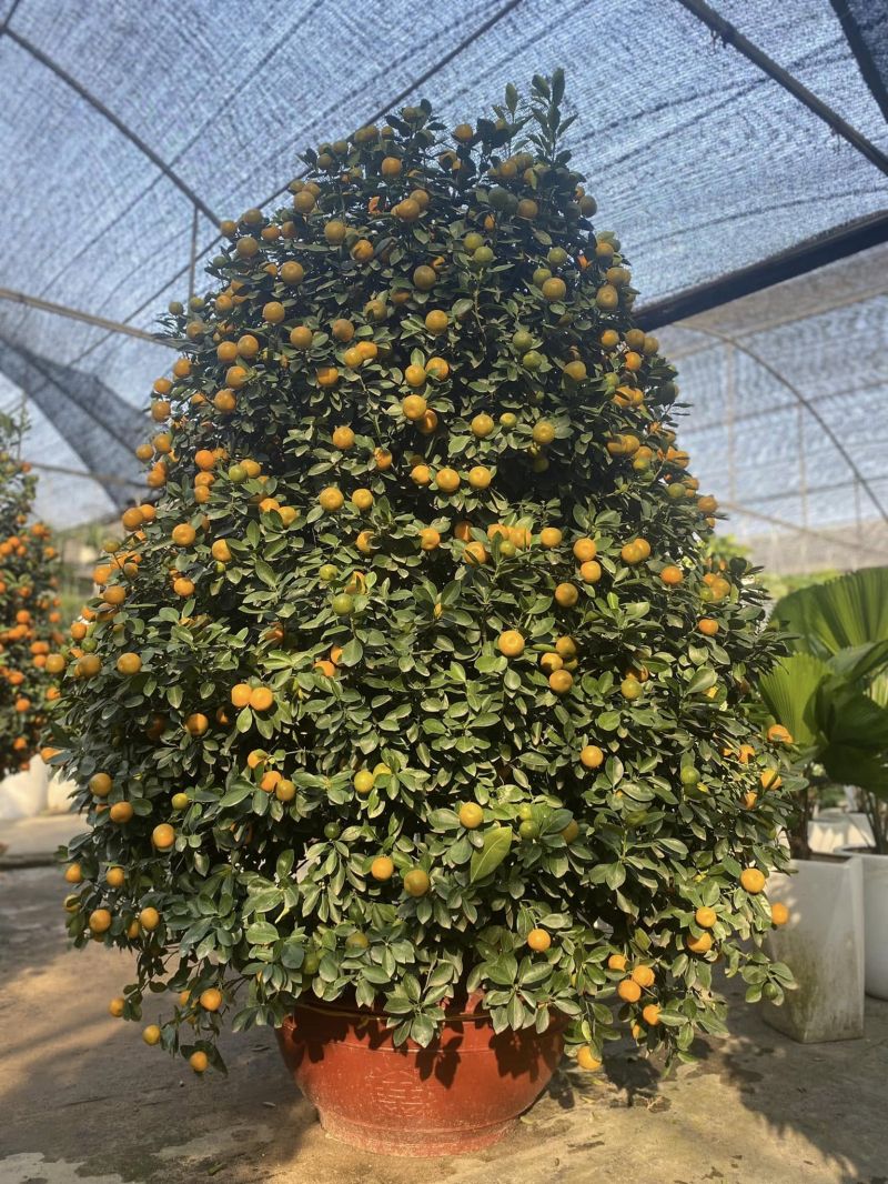 Công ty TNHH Cây cảnh Anh Thư