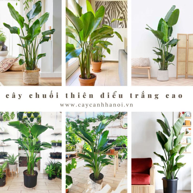 Công ty TNHH MTV Cây cảnh Hà Nội