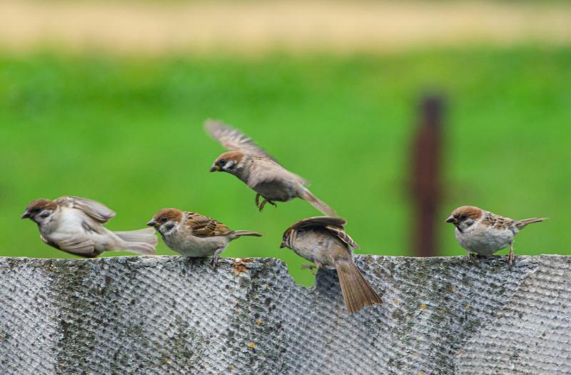 Ảnh minh hoạ (Nguồn internet)